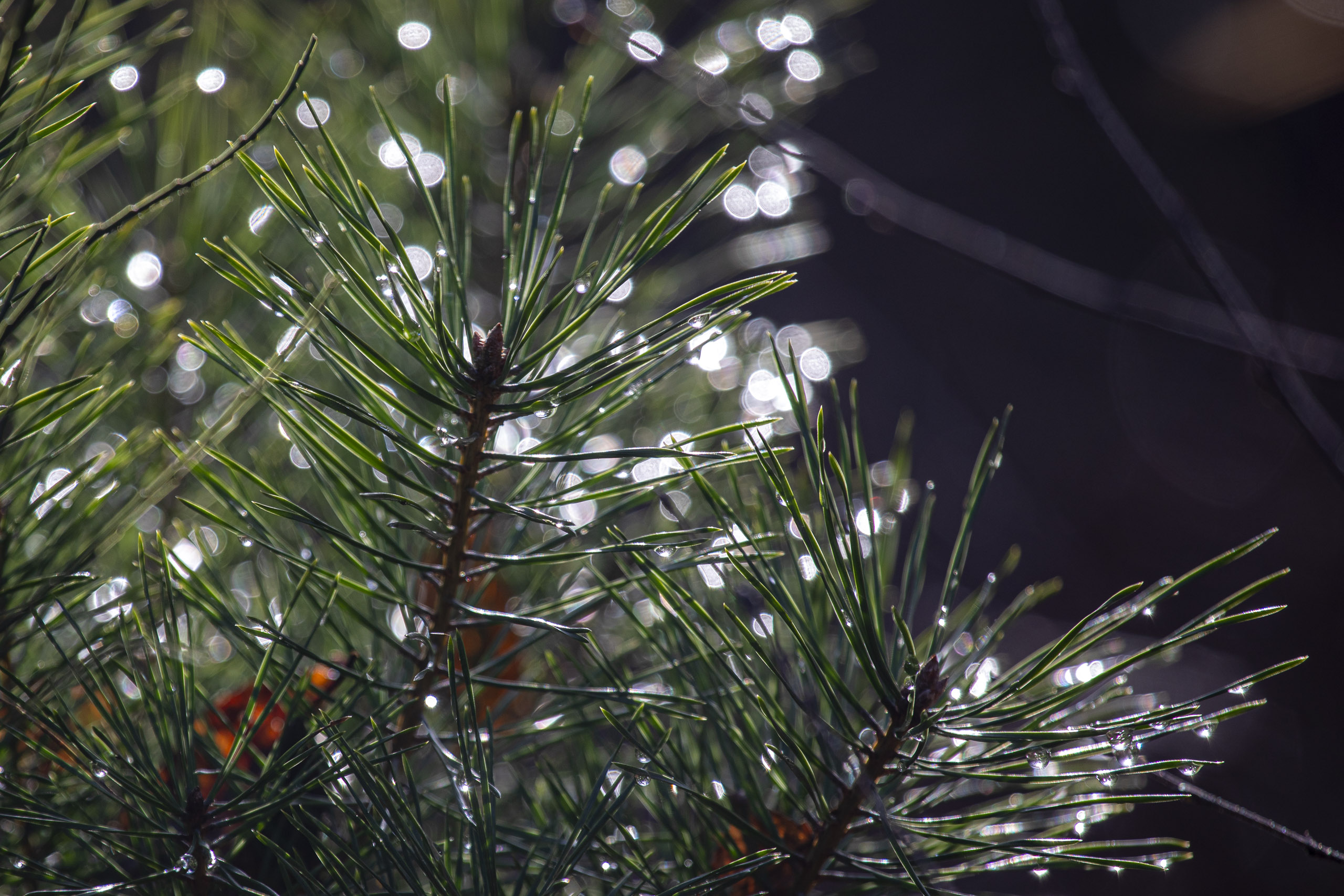 20251129123209 RD4 0864